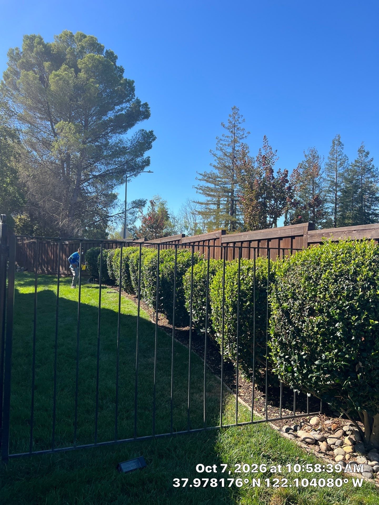 Redwood fence cleaned and restored in the East Bay
